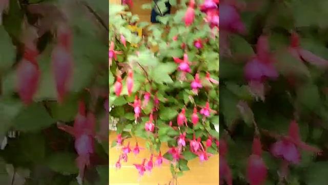 Кустовая фуксия смотреть онлайн