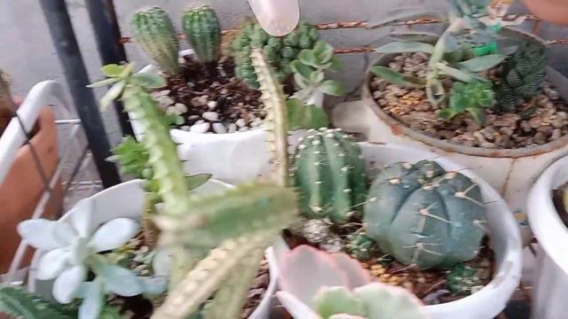 APPLYING TRIPLE 14 OSMOCOTE FERTILIZER TO CACTI AND SUCCULENTS @Mommy Lhyn's Garden смотреть онлайн
