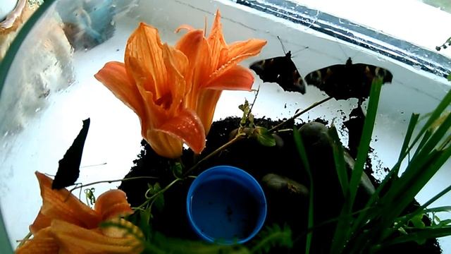 из кокона в бабочку смотреть онлайн