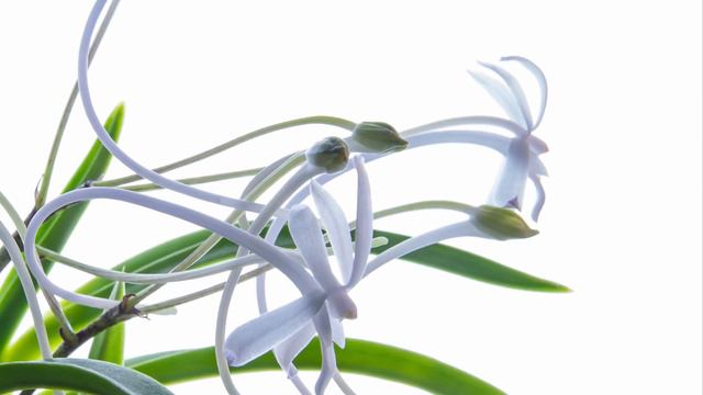 blooming neofinetia orchids смотреть онлайн