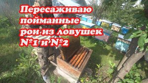 ПЕРЕСАДКА РОЁВ ИЗ ЛОВУШЕК №1 и №2, ЕДУ СНИМАТЬ 10 ЛОВУШЕК С РОЯМИ.