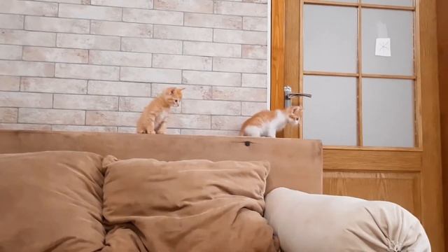 Реакция котят на робот пылесос. Котята первый раз увидели пылесос. смотреть онлайн