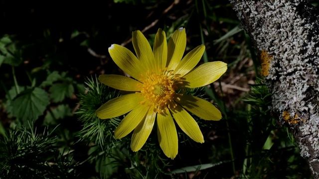[4K] tavaszi hérics (Adonis vernalis) / 4096x1716/ 21:9 aspect смотреть онлайн