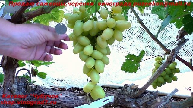 Виноград БАНАНАС - необычный мускатный вкус, очень ранним срок созревания, крупные грозди! Пробуйте смотреть онлайн