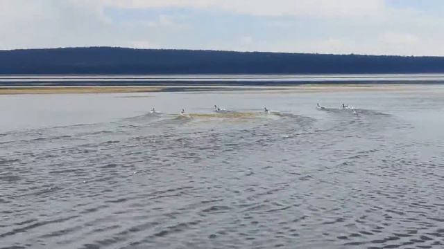 Утята смотреть онлайн