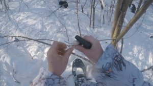 Охота с лайкой на куницу. На каждого хитреца...