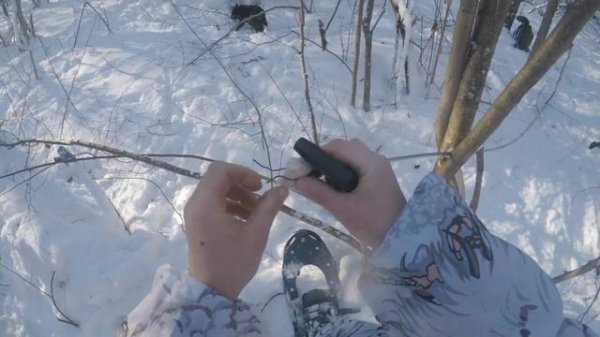 Охота с лайкой на куницу. На каждого хитреца...