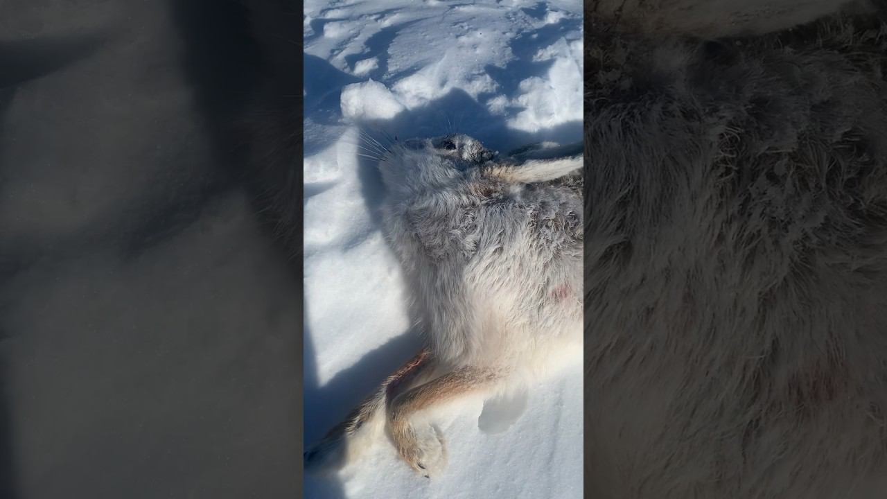 Заяц добыт в поземку #охота #охотаназайца смотреть онлайн