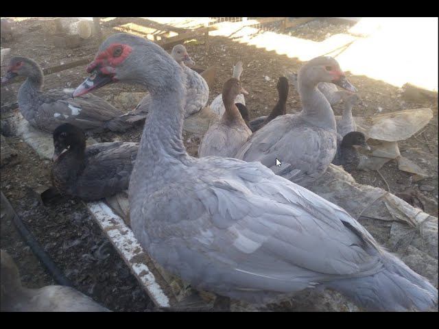 НОВАЯ ПТИЦА ИЗ ГЕРМАНИИ, едем в Белгород смотреть онлайн