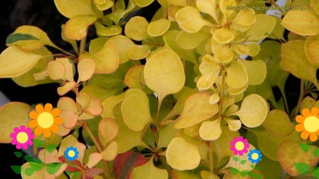 Барбарис тунберга Бонанза голд. Краткий обзор, описание berberis thunbergii Bonanza Gold смотреть онлайн