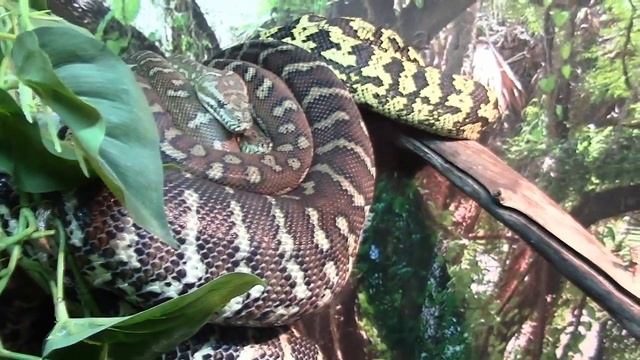Ковровый Питон Чейна / Carpet Python смотреть онлайн