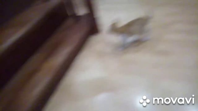 Мир животных смотреть онлайн