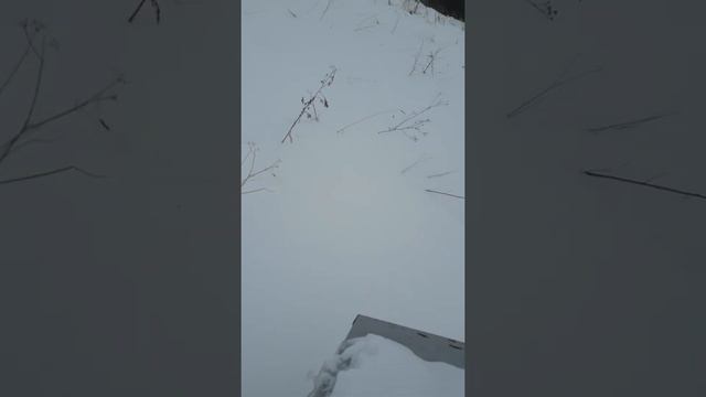 20210215 125608 кавказянка как зимует