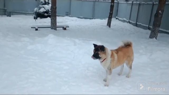 Акиты. Агрессия на хозяев. #akita #акитомания #собака #dog #video #americanakita #агрессия смотреть онлайн