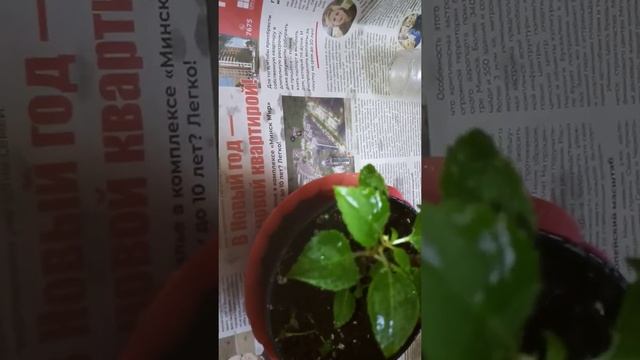 Размножение и уход Бальзамина"" смотреть онлайн