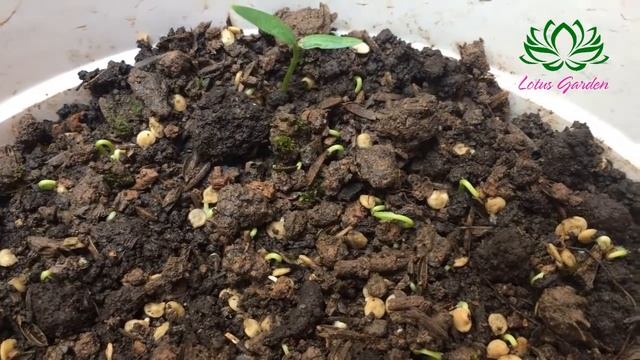 How to grow bell peppers at home смотреть онлайн