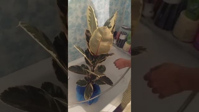 Гүлдерге ыстық душ жасау смотреть онлайн