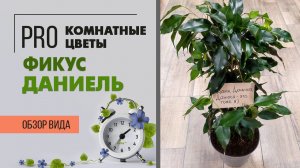 Фикус Даниэль из семейства Бенджамина | Как обрезать , чтобы сформировать пышное комнатное дерево