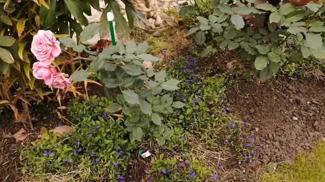 Какими стали саженцы весеннего призыва из разных питомников.#ЭмильенГийо #Надя Мейяндекор#Эдит смотреть онлайн