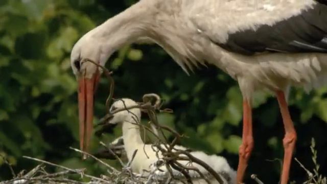 Дикая природа Германии (серия 1) смотреть онлайн