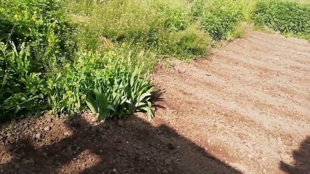 ОБЖИВАЕМ НАШУ ДАЧУ // ПОСАДИЛИ КАРТОШКУ // ГРЕЧКА С РЕБРЫШКАМИ ПРОСТОЙ РЕЦЕПТ смотреть онлайн