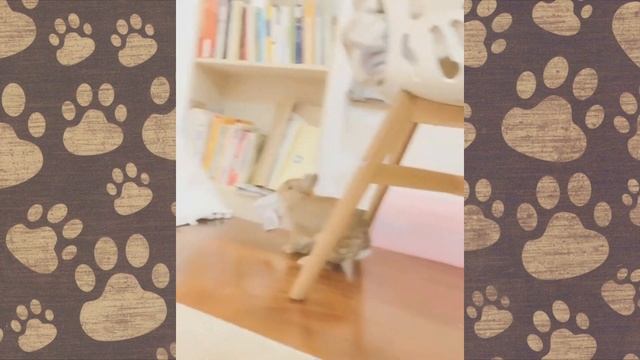 СМЕШНЫЕ ЖИВОТНЫЕ! Кролики смешная озвучка приколы с кроликами смотреть онлайн