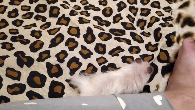 ХОМЯК НЕ БЕГАЕТ В КОЛЕСЕ смотреть онлайн