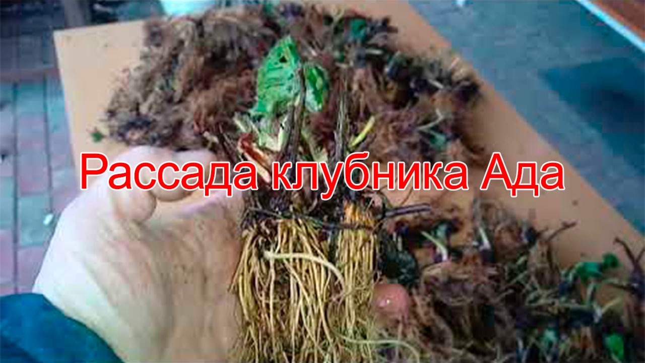 Рассада клубника Ада смотреть онлайн