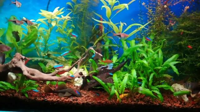 Парчовый птеригоплихт. Содержание и уход. смотреть онлайн