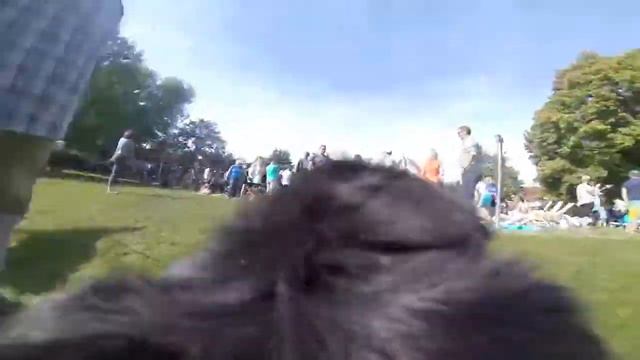 Gustav beim Hundebadetag im Korber Freibad смотреть онлайн