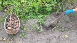 Копаем картошку! Комбайн, приспособление для копания картошки из прошлого!