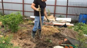 Сажаю жимолость, сорт "Дочь великана".