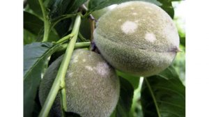 Мучнистая роса персика