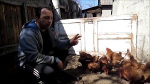 Куры несушки с птицефабрики покупать или нет!? Мой честный отзыв!!!