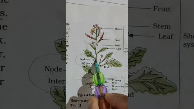 NCERT class 6 : Parts of a plant ( Node and Internode) смотреть онлайн