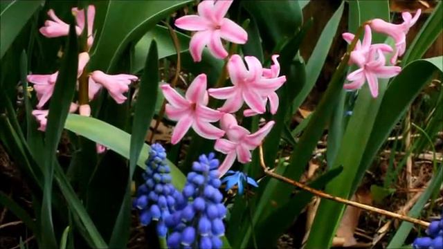 Pink Hyacinth and Grape Hyacinth смотреть онлайн