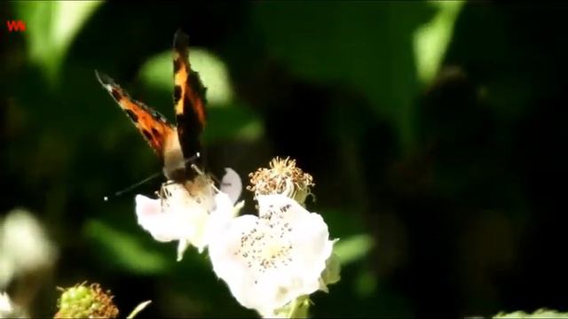 Бабочки разные, три (нем. Verschiedene Schmetterlinge) смотреть онлайн