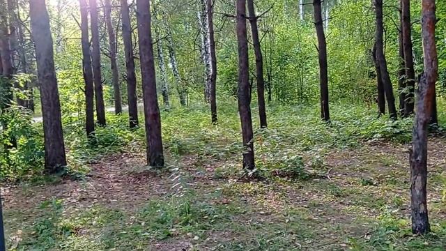 Геннадий Шпаликов. В лето хорошо бы без билета... смотреть онлайн