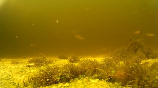 ПРИВЫКАЕТ ЛИ РЫБА К РЫБОЛОВНЫМ ПРИМАНКАМ?! (причины бесклевья) смотреть онлайн