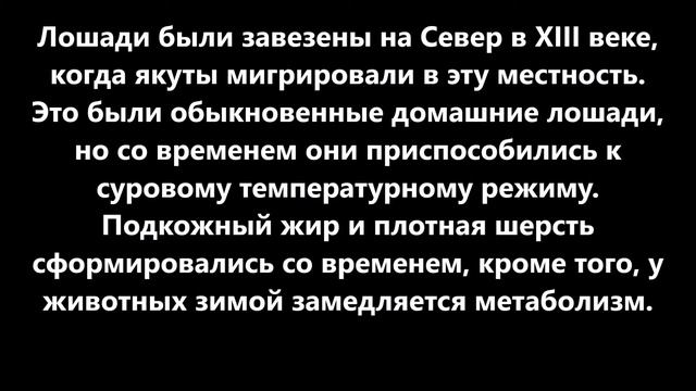 Якутские лошади - уникальные животные, которые могут выжить при температуре -60 С градусов смотреть онлайн