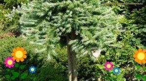 Лиственница японская блю дварф. Краткий обзор, описание характеристик larix kaempferii Blue Dwarf