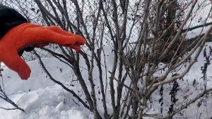 Обрезка гибискуса сирийского. Важные моменты.