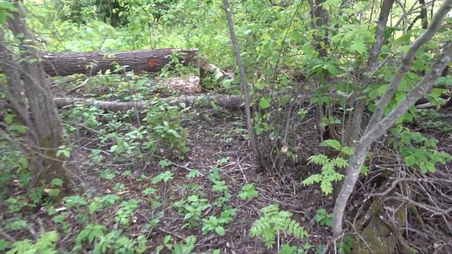 Мотоблок с прицепом и бензопила.| Тест,обзор и личное мнение. смотреть онлайн