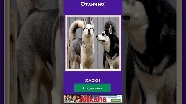 "Угадай породу собак" - ответы с 1 по 10 уровни. смотреть онлайн