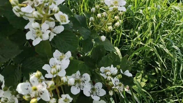 Расцвела ежевика, пчёлки и шмели собирают нектар. смотреть онлайн