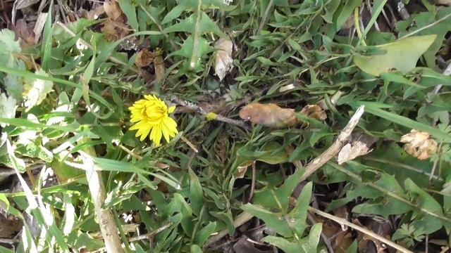 Les plantes comestibles du mois de mars - Edible plants of the month for March смотреть онлайн