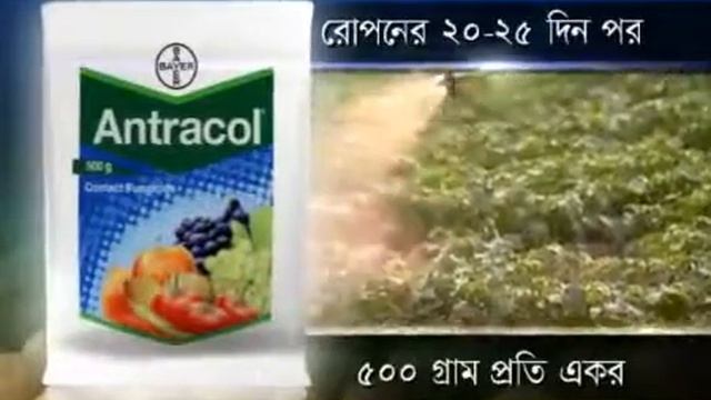 Antracol смотреть онлайн
