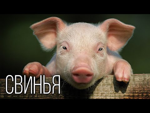 ?Интересные факты про свиней