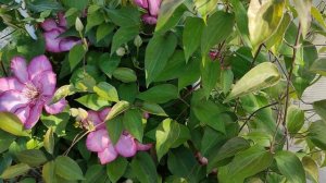 КЛЕМАТИСЫ МУЛЬТИ БЛЮ И ПИКОТИ