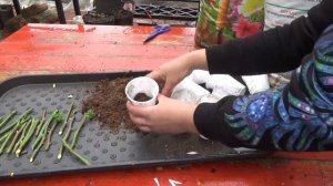 ЧЕРЕНКОВАНИЕ РОЗ ВЕСНОЙ | КАК ПРАВИЛЬНО РАЗМНОЖАТЬ РОЗЫ, ЧТОБЫ ПОЛУЧИТЬ 100% РЕЗУЛЬТАТ